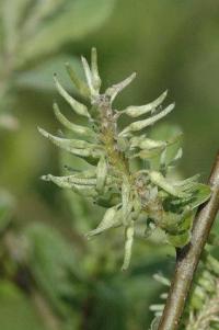 Salix aurita