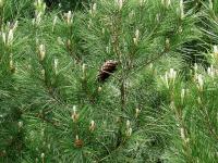 Pinus halepensis