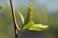 Salix babylonica