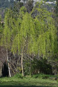 Salix babylonica