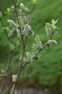 Salix caprea