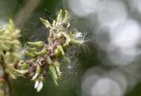 Salix caprea