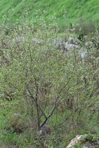 Salix caprea