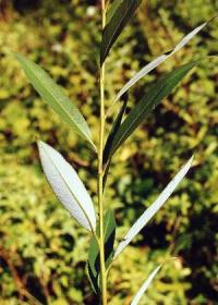 Salix fragilis