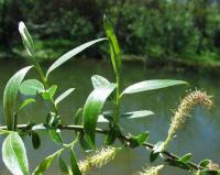 Salix fragilis