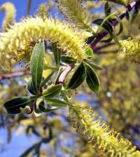 Salix fragilis