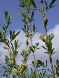 Salix purpurea