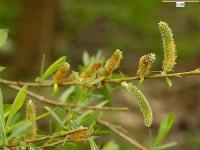 Salix purpurea