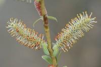 Salix purpurea