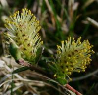 Salix repens