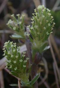 Salix repens