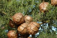 Cupressus sempervirens