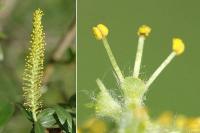 Salix triandra