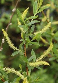 Salix triandra