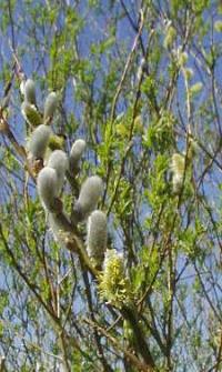 Salix viminalis