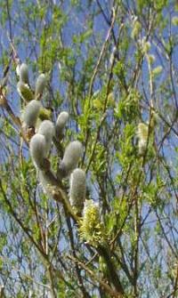 Salix viminalis