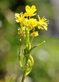 Sisymbrium austriacum subsp. chryanthum