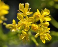 Sisymbrium austriacum subsp. chryanthum