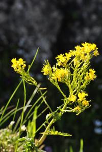 Sisymbrium austriacum subsp. chryanthum