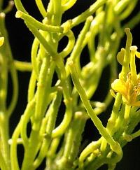 Sisymbrium austriacum subsp. chryanthum