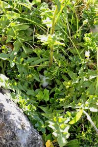 Sisymbrium austriacum subsp. chryanthum