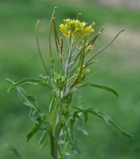 Sisymbrium irio