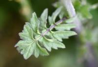 Sisymbrium officinale