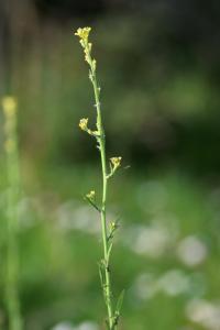 Sisymbrium officinale