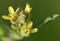 Sisymbrium officinale