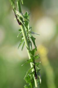 Sisymbrium officinale