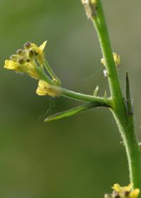 Sisymbrium officinale