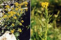 Sisymbrium austriacum