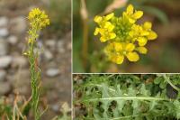 Sisymbrium austriacum