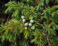 Juniperus communis subsp alpina