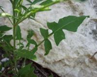 Sisymbrium orientale