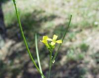 Sisymbrium orientale