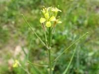 Sisymbrium orientale