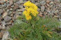 Hugueninia tanacetifolia subsp. suffruticosa