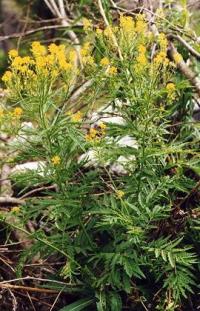 Hugueninia tanacetifolia subsp. suffruticosa