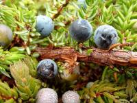 Juniperus communis subsp alpina