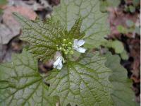 Alliaria petiolata