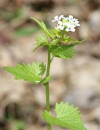 Alliaria petiolata