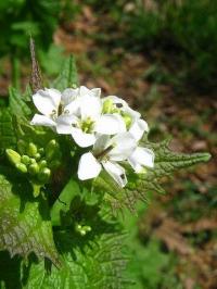 Alliaria petiolata