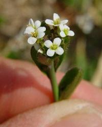 Arabidopsis thaliana