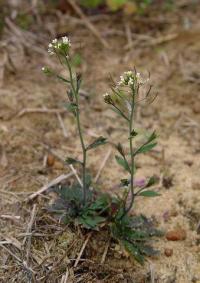 Arabidopsis thaliana