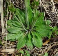 Arabidopsis thaliana