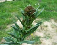 Isatis tinctoria subsp. tinctoria