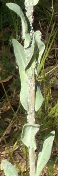 Isatis tinctoria subsp. tinctoria
