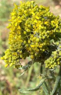 Isatis tinctoria subsp. tinctoria