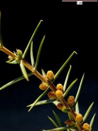 Juniperus communis subsp. communis